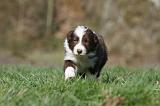 BORDER COLLIE 827